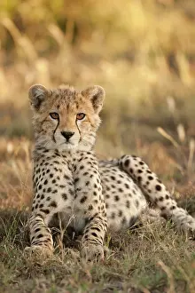Sprinter: Cheetah, Acinonyx jubatus, cub laying downin