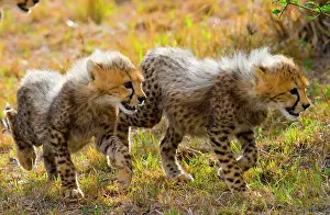 Curious: Two cheetah (Acinonyx jubatus) cubs are going on