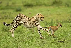 Sprinter: Cheetah, Acinonyx jubatus, cubs hunting