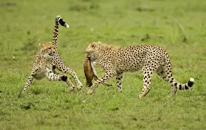 Sprinter: Cheetah, Acinonyx jubatus, cubs hunting