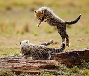 Bare: Cheetah (Acinonyx jubatus) cubs are playing with