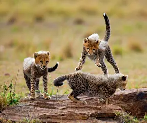 Bare: Cheetah (Acinonyx jubatus) cubs are playing with