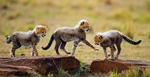 Bare: Cheetah (Acinonyx jubatus) cubs are playing with