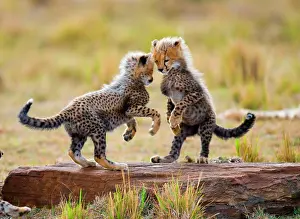 Raised: Cheetah (Acinonyx jubatus) cubs are playing with
