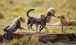 Raised: Cheetah (Acinonyx jubatus) cubs are playing with