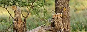 Litters: Cheetah (Acinonyx jubatus) cubs in tree. Ngorongoro