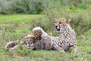 Litters: Cheetah (Acinonyx jubatus) female and cubs. Ngorongoro