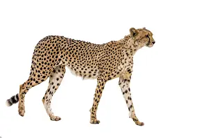 Lonesome: Cheetah (Acinonyx jubatus) isolated in white background