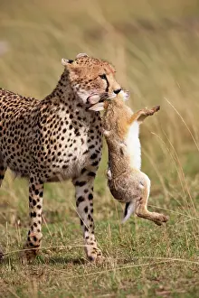Jackrabbit: Cheetah (Acinonyx jubatus) with jackrabbit