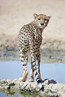 Oryx: Cheetah (Acinonyx jubatus jubatus) adult, standing