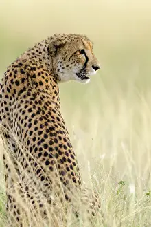 Zulu: Cheetah (Acinonyx jubatus). KwaZulu Natal. South