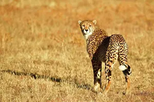 Located: Cheetah (Acinonyx jubatus), located in dry grassland