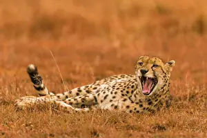Yawn: Cheetah (Acinonyx jubatus), lying in grass and yawning
