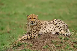 Termite: Cheetah (acinonyx jubatus), lying on termite mound