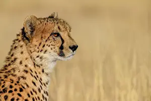 Cheetah: Cheetah (Acinonyx jubatus), male, portrait, Okonjima
