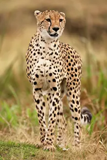 Sprinter: Cheetah, Acinonyx jubatus, in the Masai