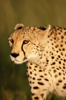 Sprinter: Cheetah, Acinonyx jubatus, in the Masai