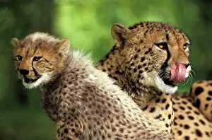 Lick: Cheetah (acinonyx jubatus), Mother and Cub, Licking