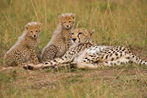 Laziness: Cheetah (Acinonyx jubatus) mother relaxing