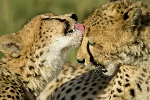 Mutual: Cheetah, Acinonyx jubatus, mutual grooming