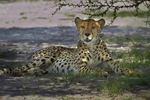 Nxai: Cheetah (Acinonyx jubatus), Nxai Pan National
