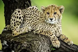 Zulu: Cheetah (Acinonyx jubatus). Phinda / Munyawana /