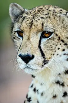 071021: Cheetah (Acinonyx jubatus). Phinda / Munyawana /