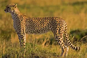 Undomesticated: Cheetah (Acinonyx jubatus) on plain, Masai
