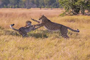 Botswanan: Cheetah (Acinonyx jubatus), Playing kittens, Botswana
