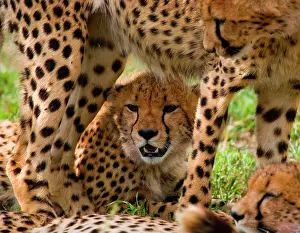 Litters: Cheetah (Acinonyx jubatus) in the savanna. Kenya