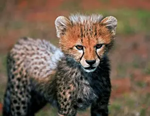 Restuccia: Cheetah (Acinonyx Jubatus) as seen in the