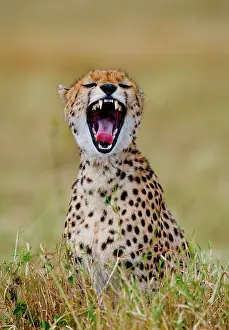 Bare: Cheetah (Acinonyx jubatus) is sitting in the sav