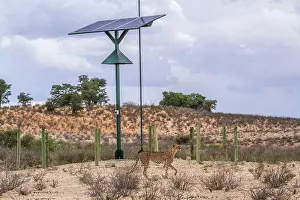 Transborder: Cheetah (Acinonyx jubatus) in front of solar panel