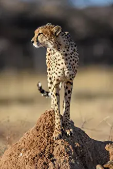 Termite: Cheetah (Acinonyx jubatus) on a termite mound, male