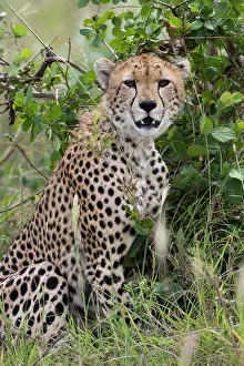 Sergio: Cheetah (Acinonyx jubatus), Tsavo, Kenya