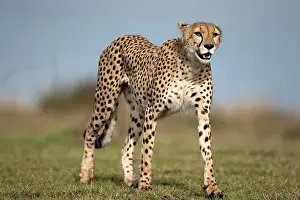 Sprinter: Cheetah, Acinonyx jubatus, walking in the