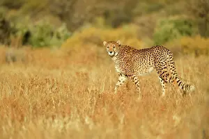 Stride: Cheetah (Acinonyx jubatus), walking through dry