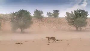 Lonesome: Cheetah (Acinonyx jubatus) walking in sand storm
