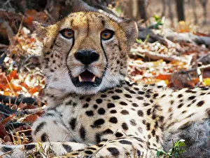 Sergio: Cheetah (Acynonix jubatus), Captive, Hoedspruit