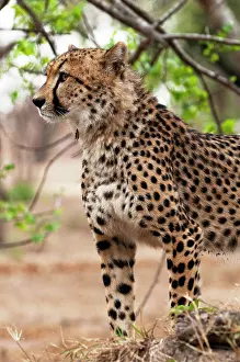 Sergio: Cheetah (Acynonix jubatus), Captive, Hoedspruit