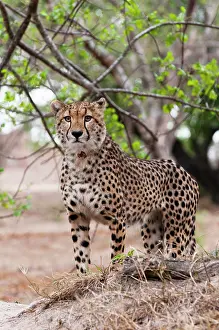Sergio: Cheetah (Acynonix jubatus), Captive, Hoedspruit