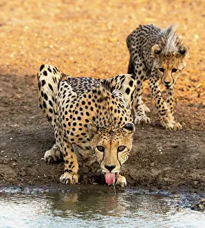 Renato Granieri: Cheetah adult with cub drinking from water hole