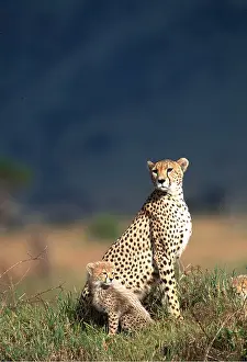 Cheetahs: CHEETAH - adult with two cubs