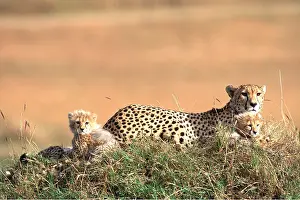 Cheetahs: CHEETAH - adult and cubs x two