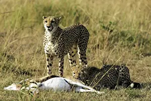 Thomsons: Cheetah adult female with cub feeding on Thomson's Gazelle