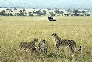 Renato Granieri: Cheetah adult female with cubs on lookout with safari