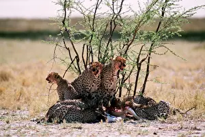 Rungnapa Sasitorn: CHEETAH - adults & cubs eat Springbok kill