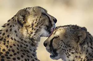 Photographed: Cheetah - two brothers - grooming - photographed