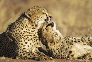 Photographed: Cheetah - two brothers - grooming - photographed