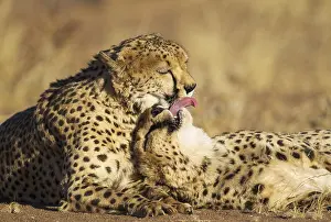 Photographed: Cheetah - two brothers - grooming - photographed